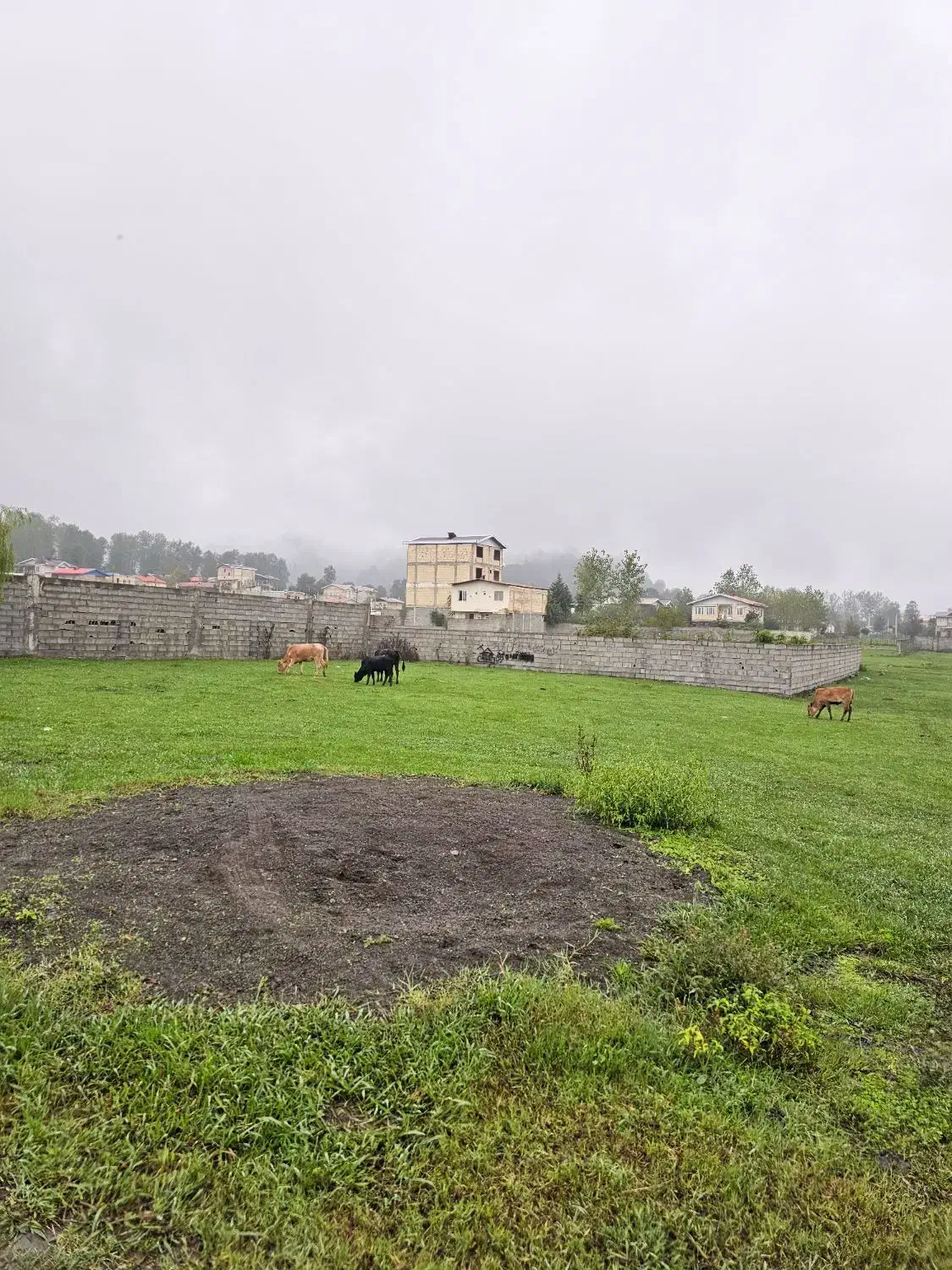 فروش زمین/ ویودار/ ۲۸۰متری/با بهترین شرایط پرداخت|فروش زمین و ملک کلنگی|تالش, هشتپر|دیوار