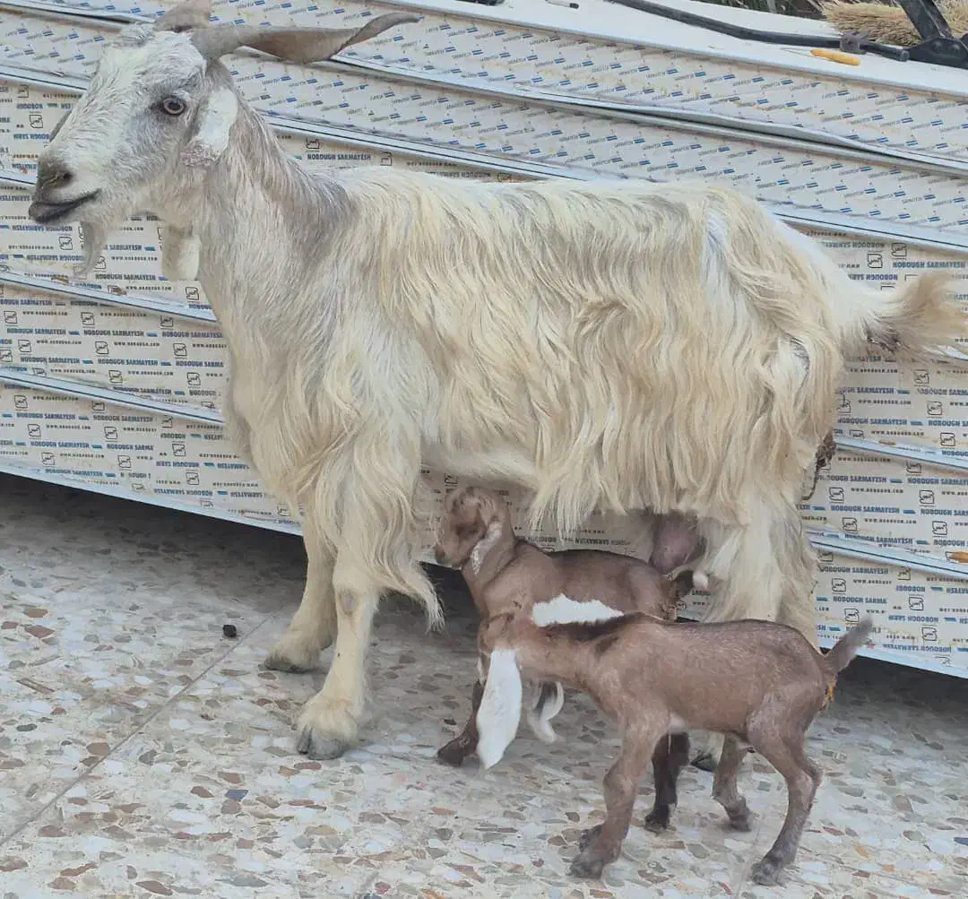 بز، دو قلو زا با کهره نر ماده ،2کهره شیری نر|حیوانات مزرعه|وحدتیه, |دیوار