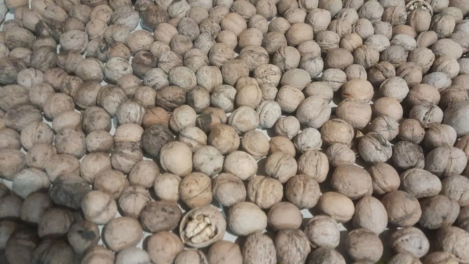 گردو|خوردنی و آشامیدنی|آذرشهر, |دیوار