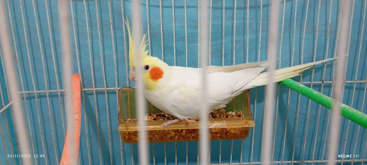 عروس هلندی لوتینوی نر ۸ ماهه|پرنده|قوچان, |دیوار