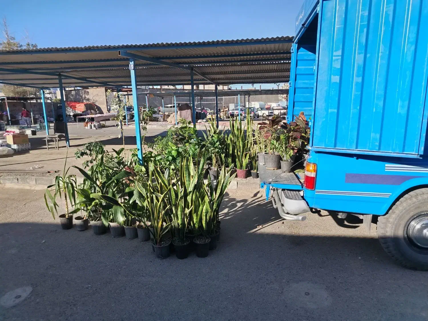 حراج انواع گلهای آپارتمانی وبیرونی|گل و گیاه طبیعی|بیرجند, |دیوار