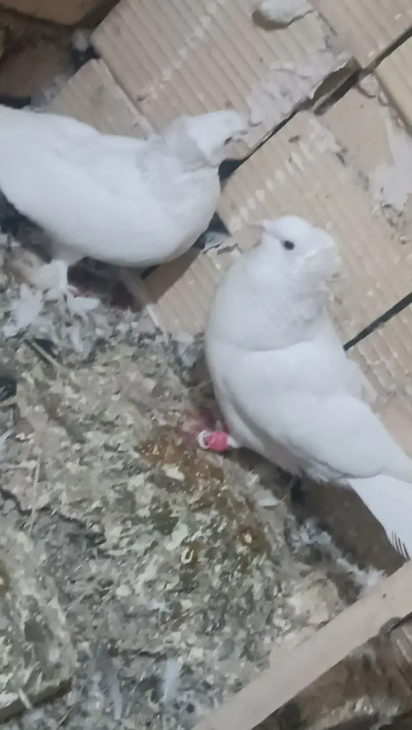 سفید دم چتری زینتی|پرنده|اسفرورین, |دیوار