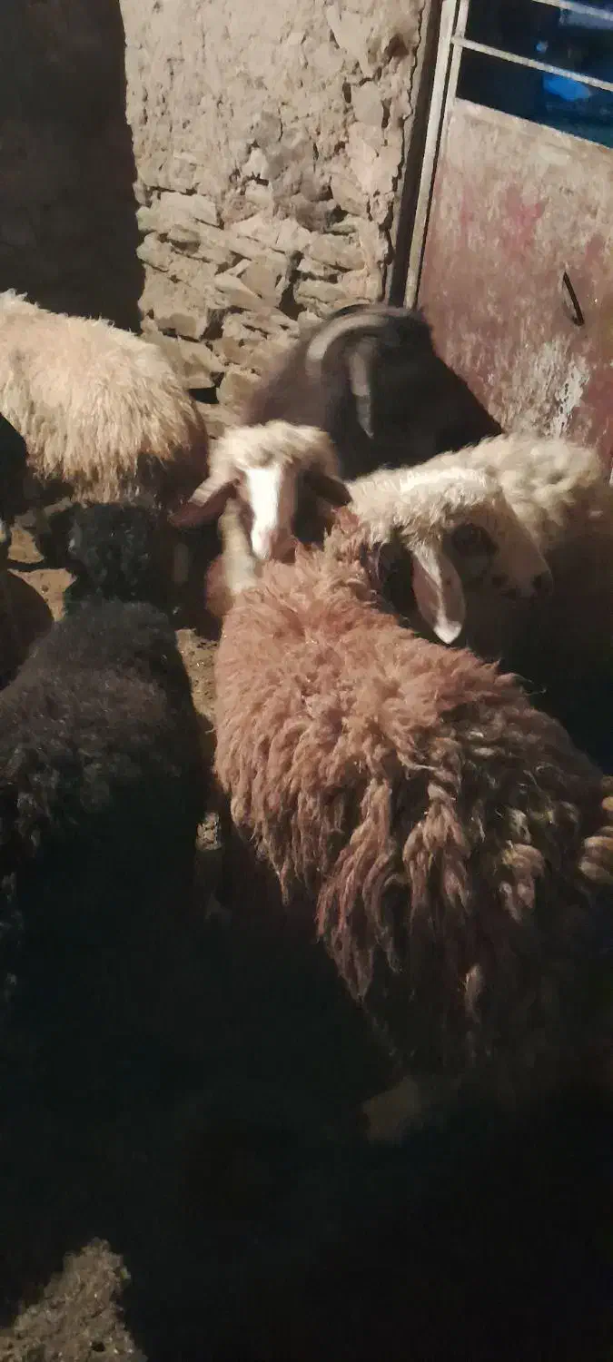 ۰سلام|حیوانات مزرعه|کلاترزان, |دیوار