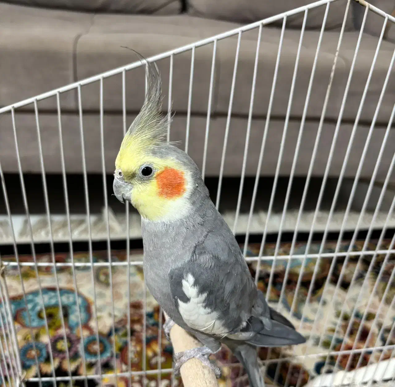 عروس هلندی|پرنده|بومهن, |دیوار