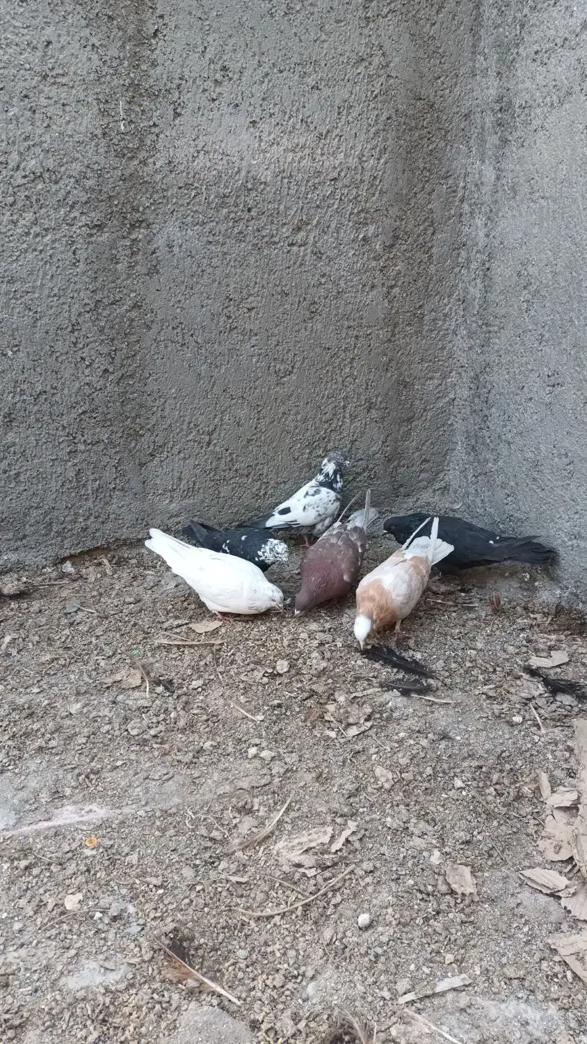 کبوتر|پرنده|ارومیه, |دیوار