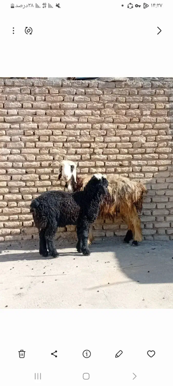 میش و بره|حیوانات مزرعه|گتوند, |دیوار