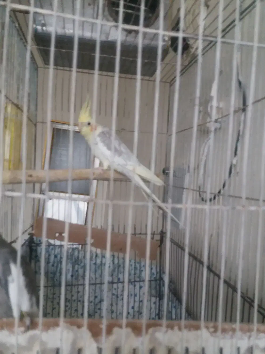 دوتا پرنده عروس هلندی|پرنده|شازند, |دیوار