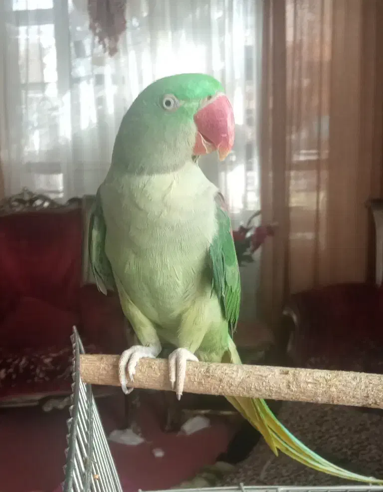 شاه طوطی رام ودستی|پرنده|خرمدره, |دیوار