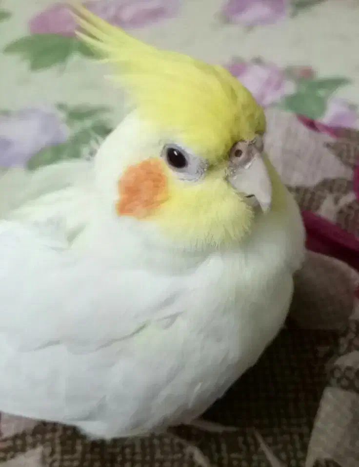 گمشده|حیوانات|بوکان, |دیوار