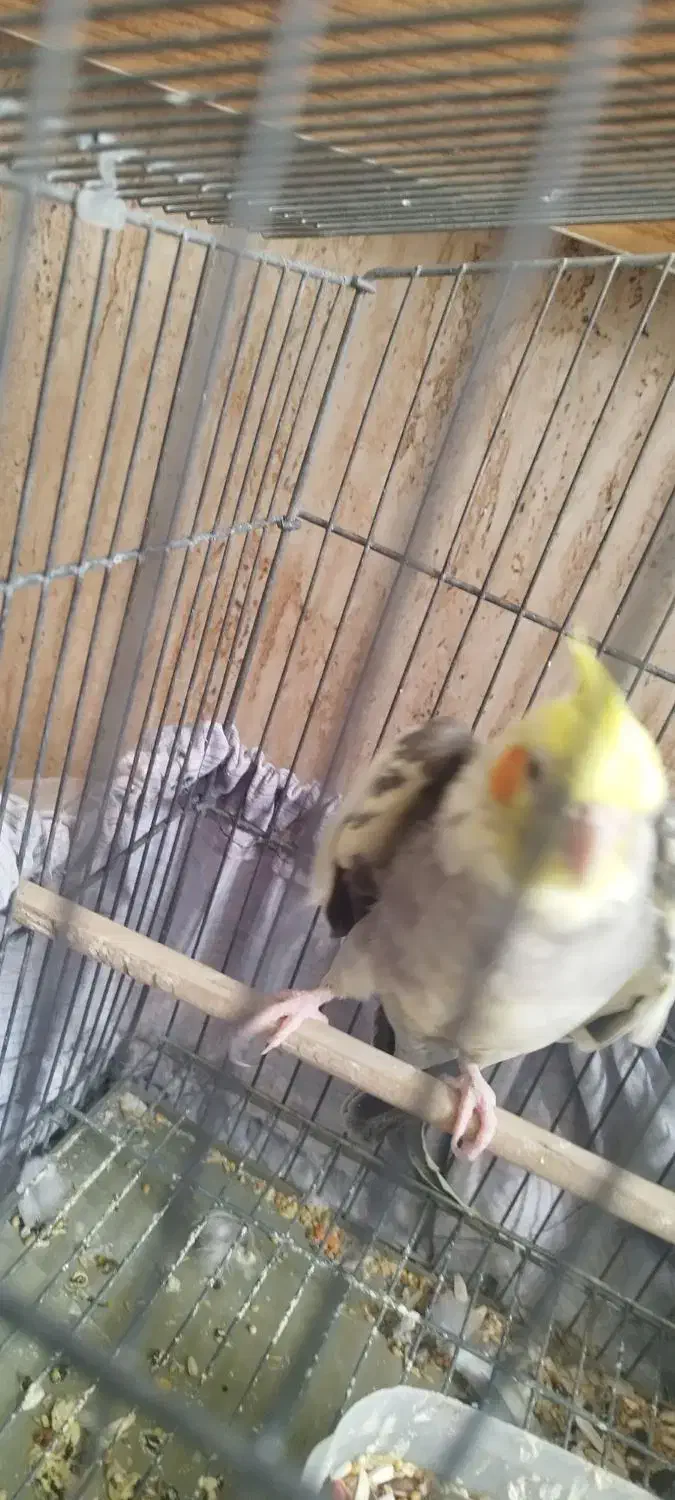 عروس هلندی سخنگو نر|پرنده|خلخال, |دیوار