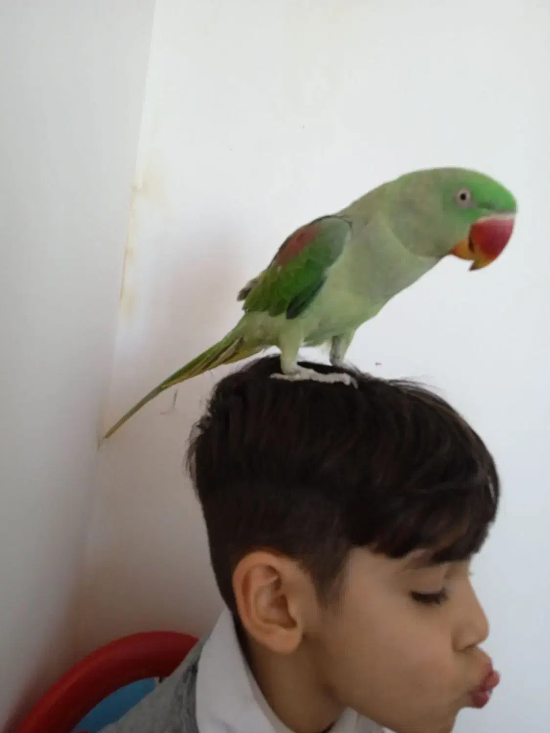 شاه طوطی|پرنده|محمدیار, |دیوار