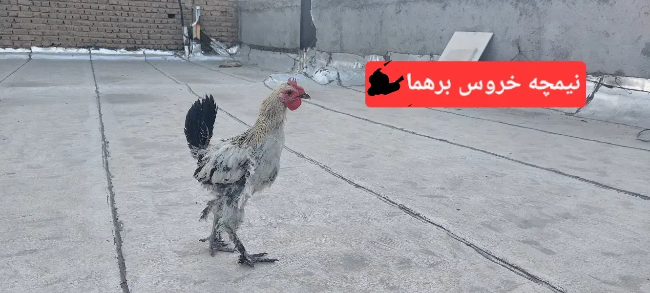 جوجه و مرغ و خروس|حیوانات مزرعه|ساوه, |دیوار