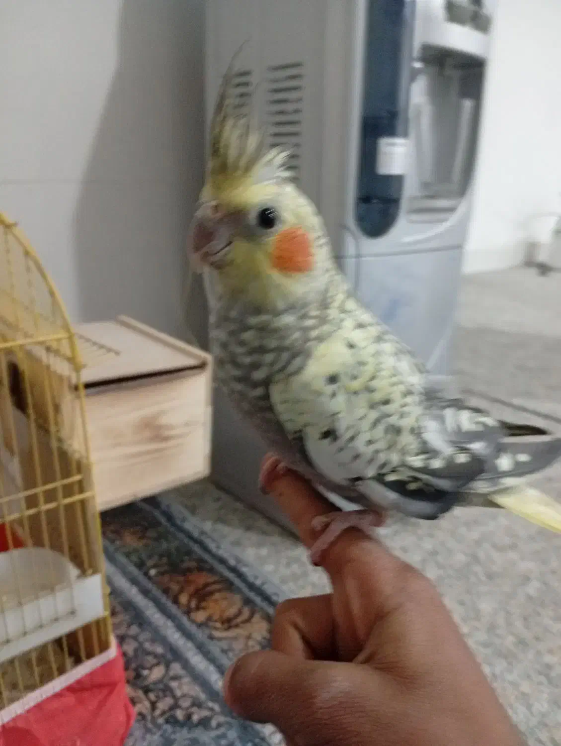 عروس هلندی|پرنده|لامرد, |دیوار