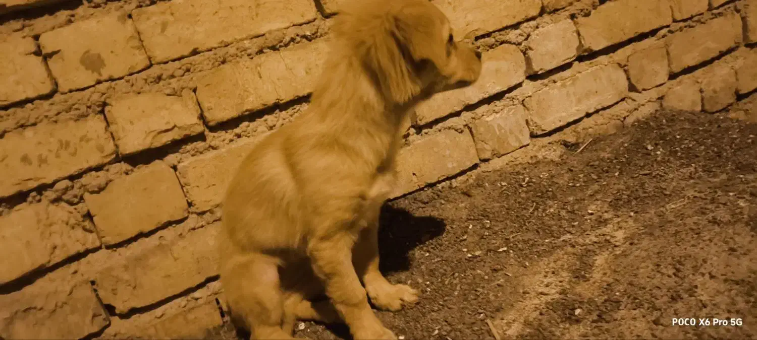 سگ پامر 6ماهه|سگ|ابریشم, |دیوار