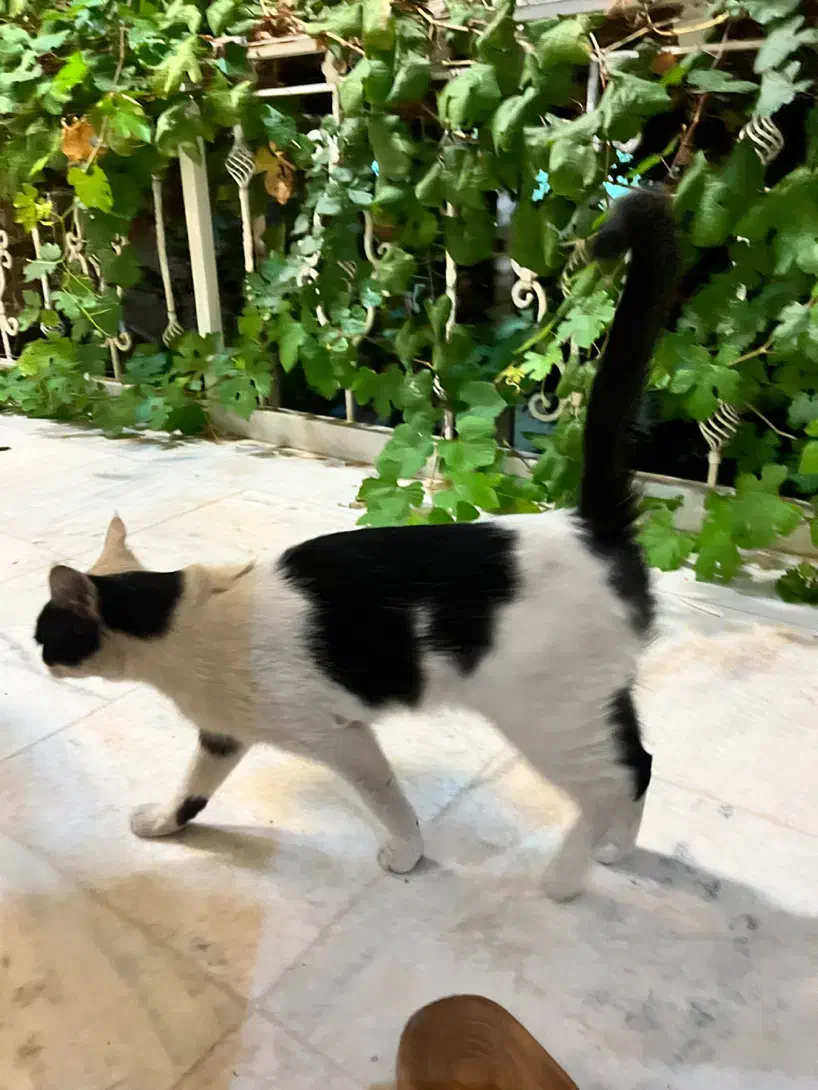 گربه|گربه|کاشان, معلم|دیوار