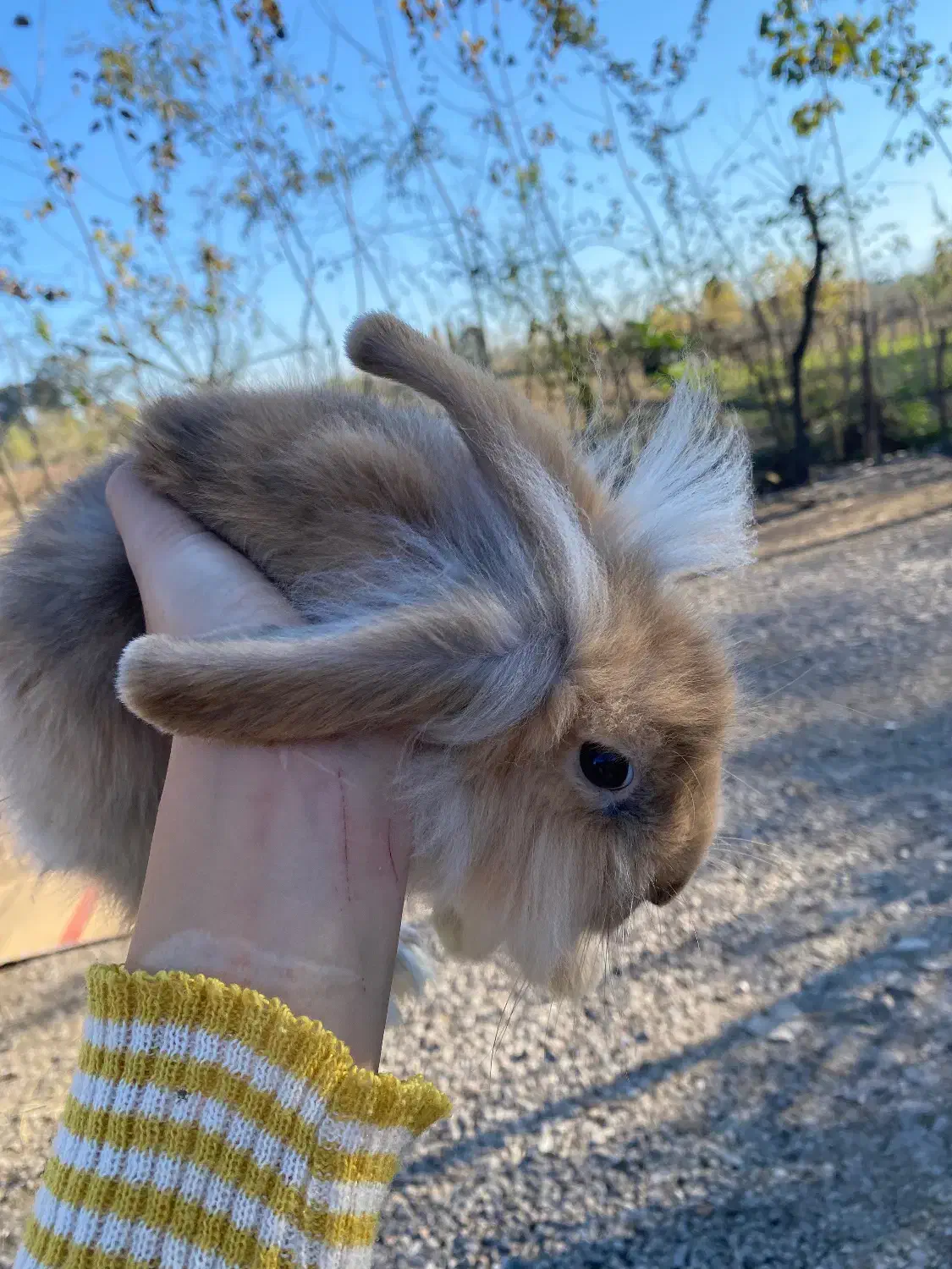 فروش خرگوش|موش و خرگوش|شاندرمن, |دیوار