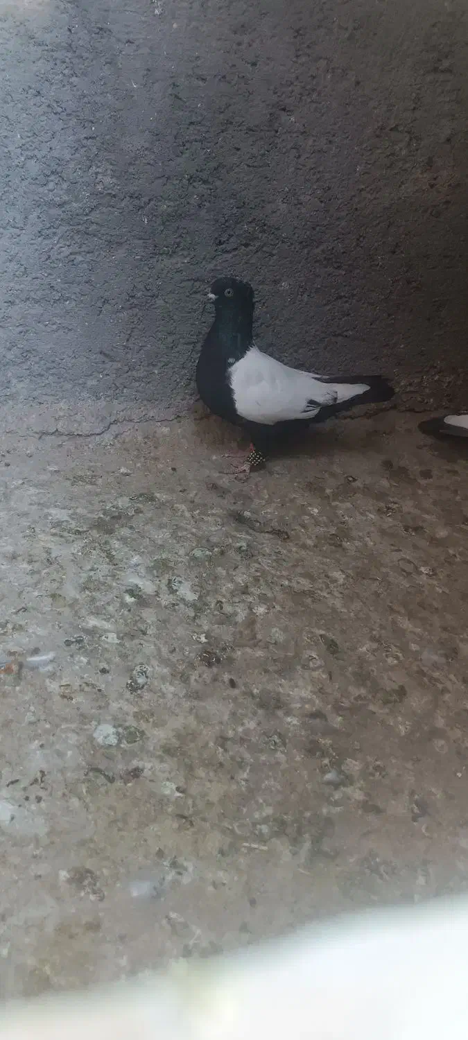 کبوتر|پرنده|تایباد, |دیوار