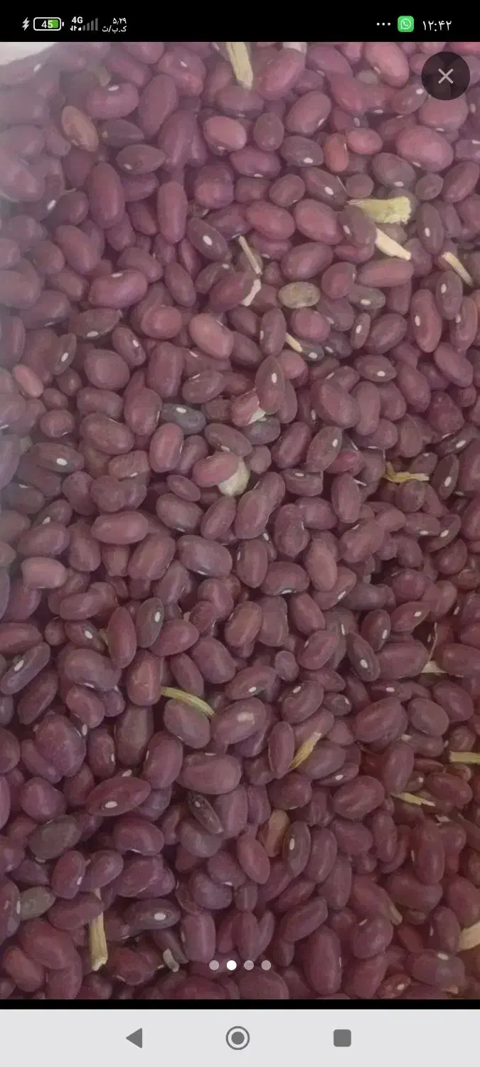 لوبیا قرمز|خوردنی و آشامیدنی|الیگودرز, |دیوار