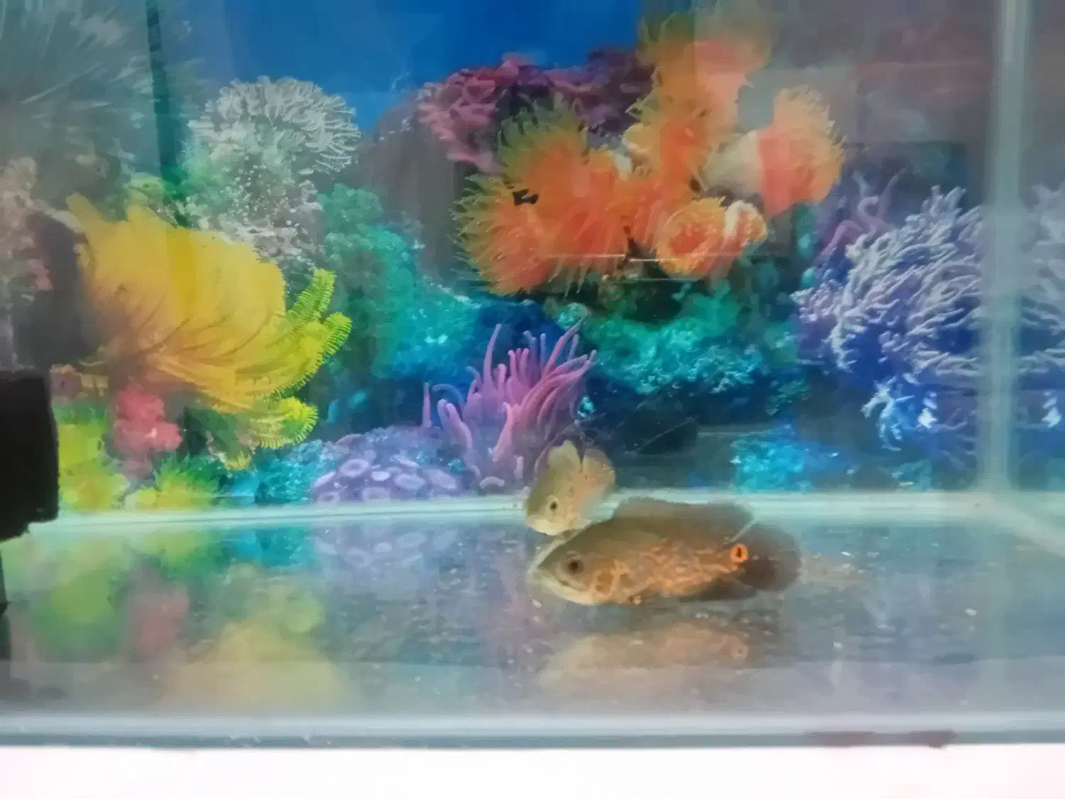 یک جفت ماهی اسکار خوشکل|ماهی|سیرجان, |دیوار