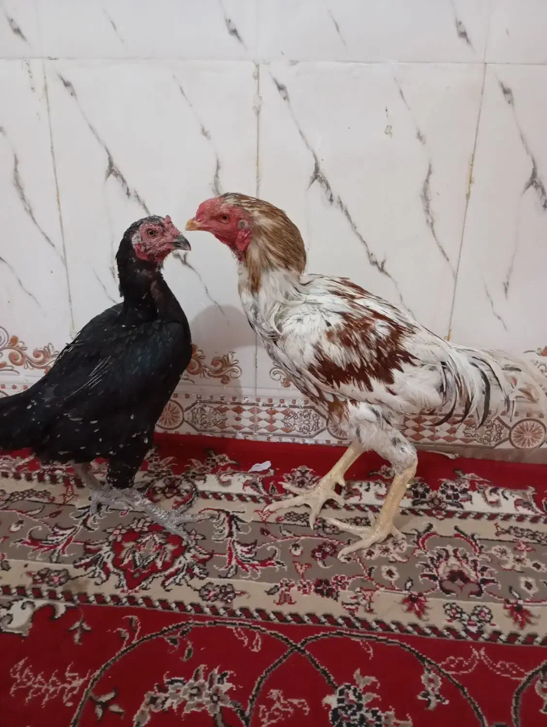 مرغ|حیوانات مزرعه|خاش, |دیوار