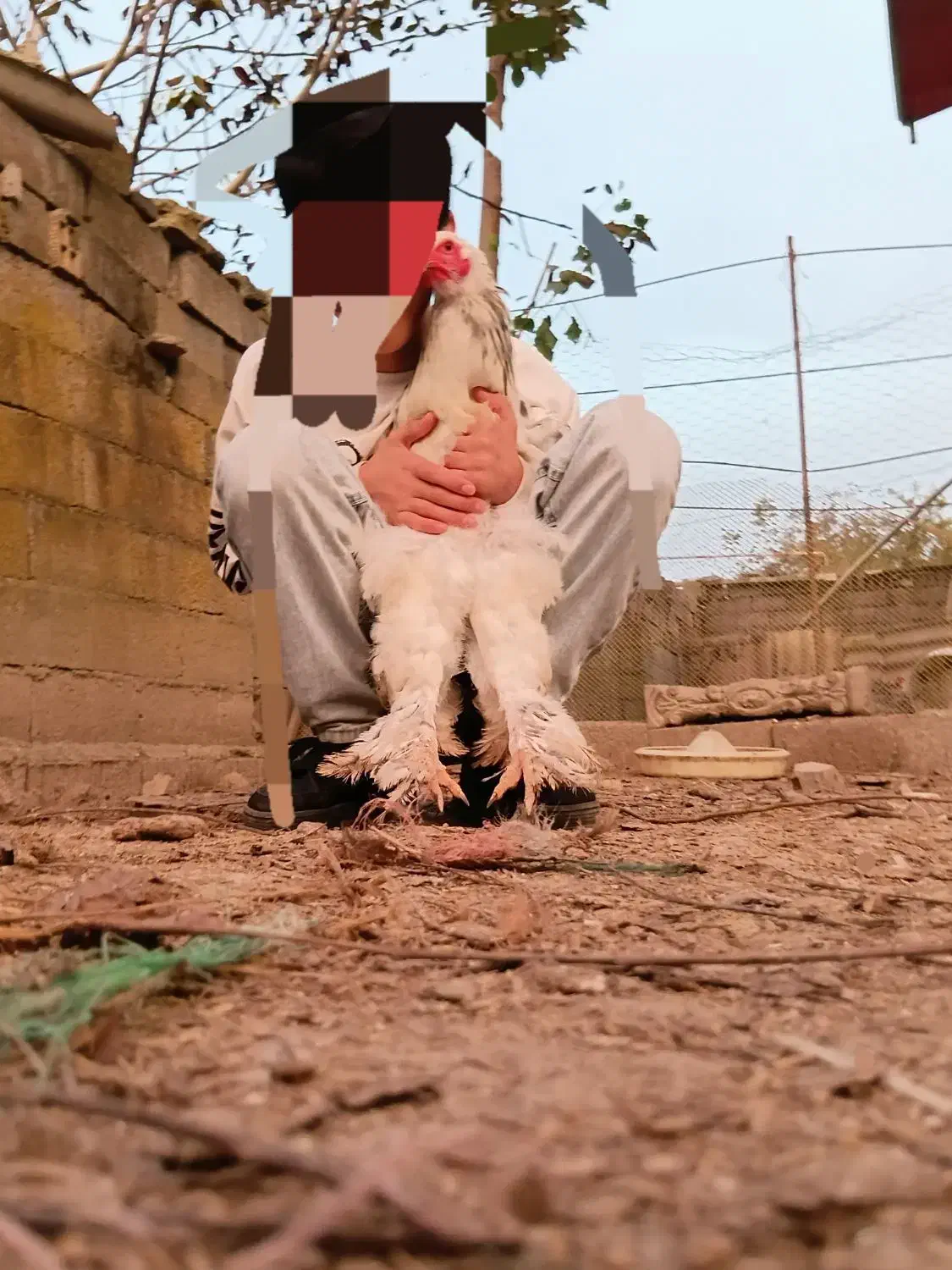 فروش مرغ برهما بلک و لایت|حیوانات مزرعه|آستانه سرا, |دیوار