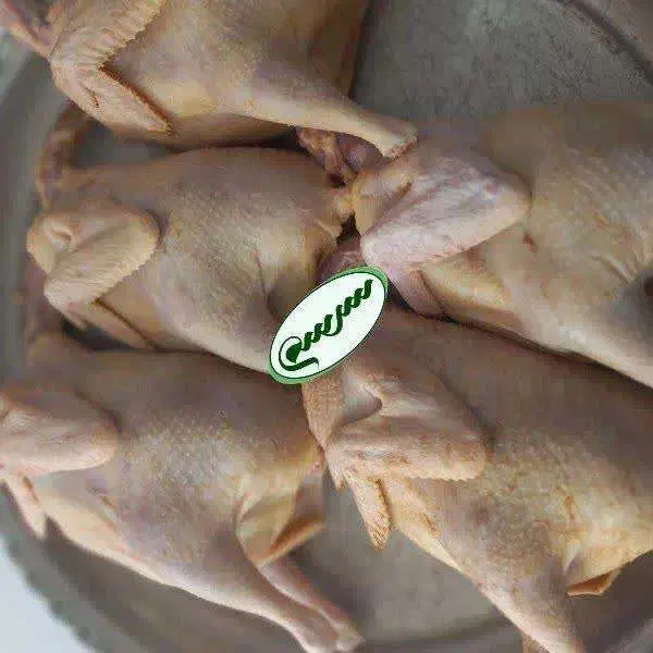 خروس محلی شمال|حیوانات مزرعه|قم, پردیسان|دیوار