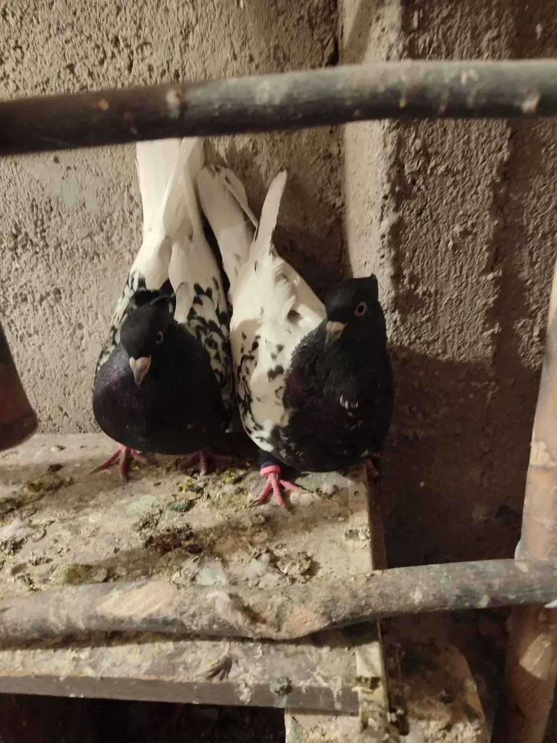 کفتر|پرنده|زارچ, |دیوار