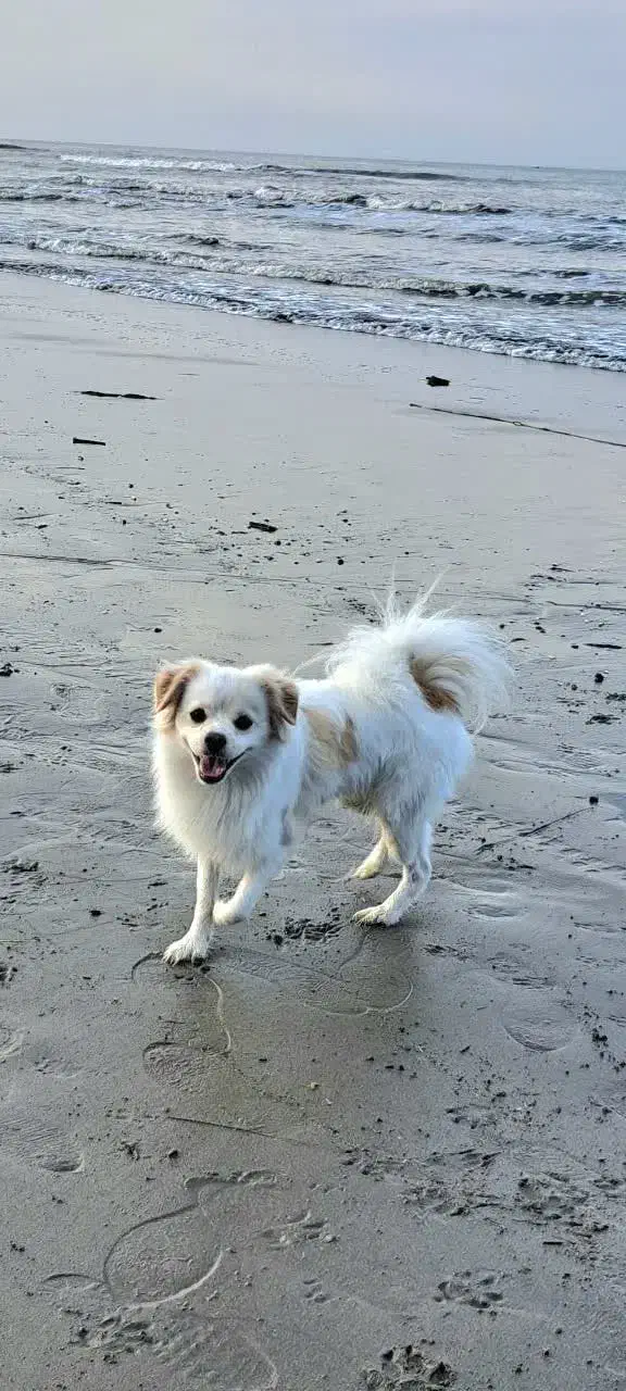 آموزش دیده|سگ|اندیشه, اندیشه فاز ۲|دیوار