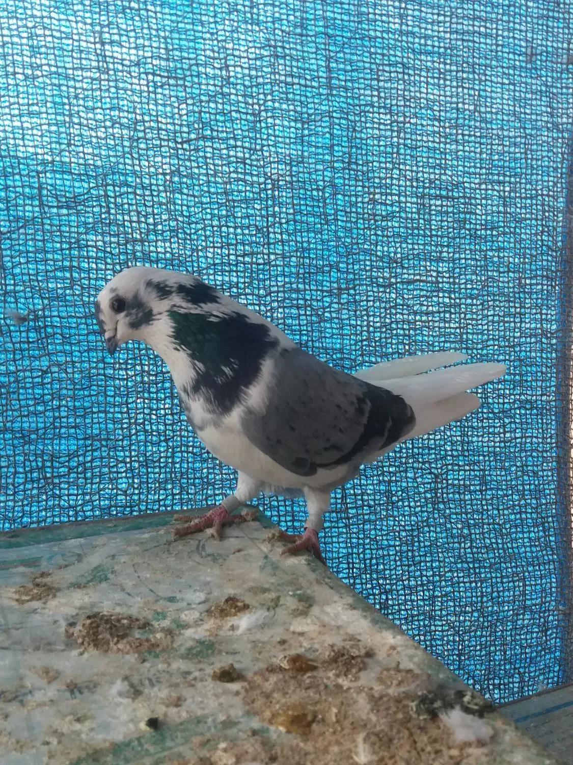 فروش ۳ عدد ماده|پرنده|اصفهان, باغ فدک|دیوار