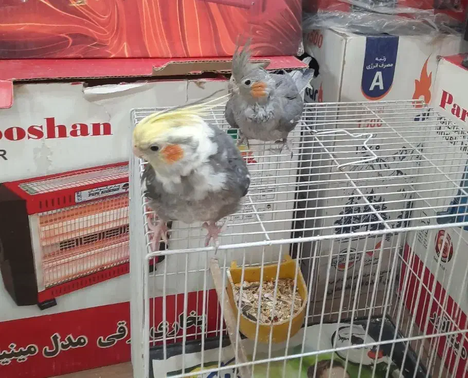 عروس هلندی|پرنده|مشهد, چهارچشمه|دیوار