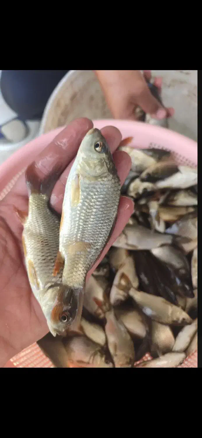 ماهی کپور غزل|ماهی|قم, یخچال قاضی|دیوار