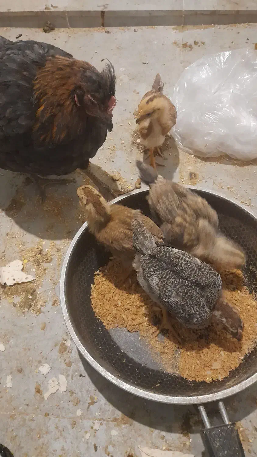 مرغ با 4 تاجوجه رسمی|پرنده|کهک, |دیوار