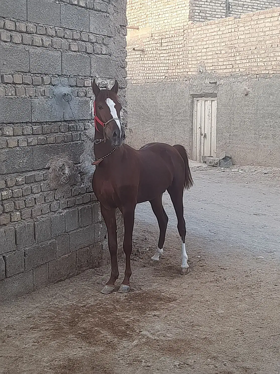 اسب|اسب و تجهیزات اسب‌سواری|اصفهان, رهنان|دیوار