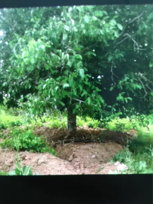 باغ روستای سرسختی|فروش دفتر صنعتی، کشاورزی، تجاری|شازند, |دیوار