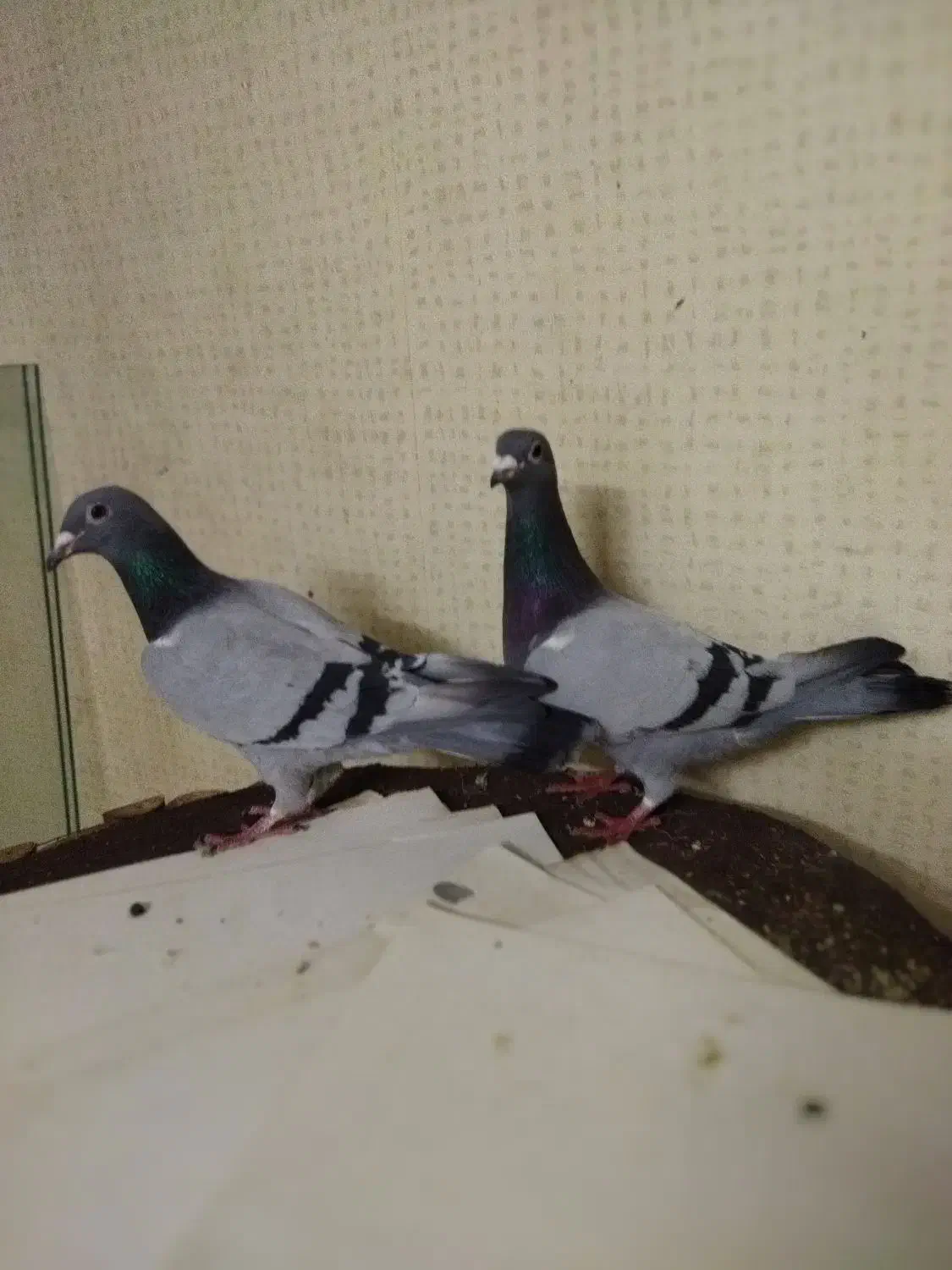 یک‌جفت‌پلاکی|پرنده|قم, نوبهار|دیوار