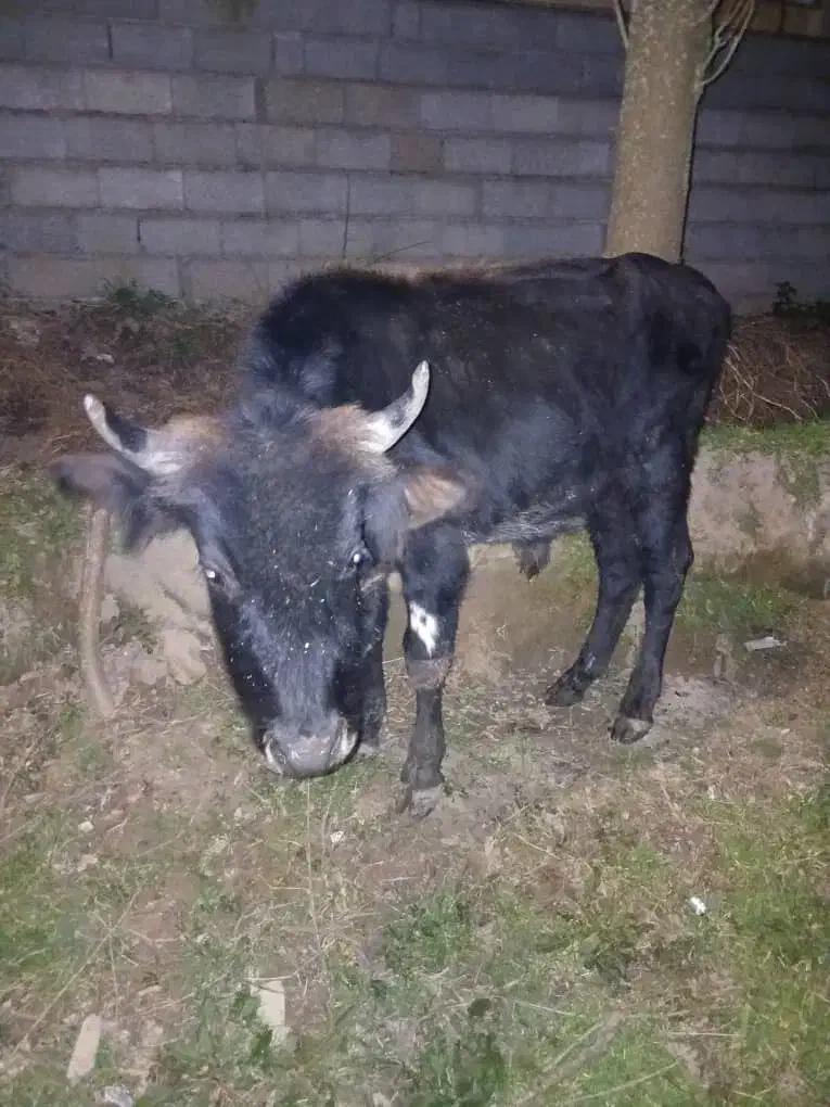 گاو نر دورک|حیوانات مزرعه|سیاهکل, |دیوار