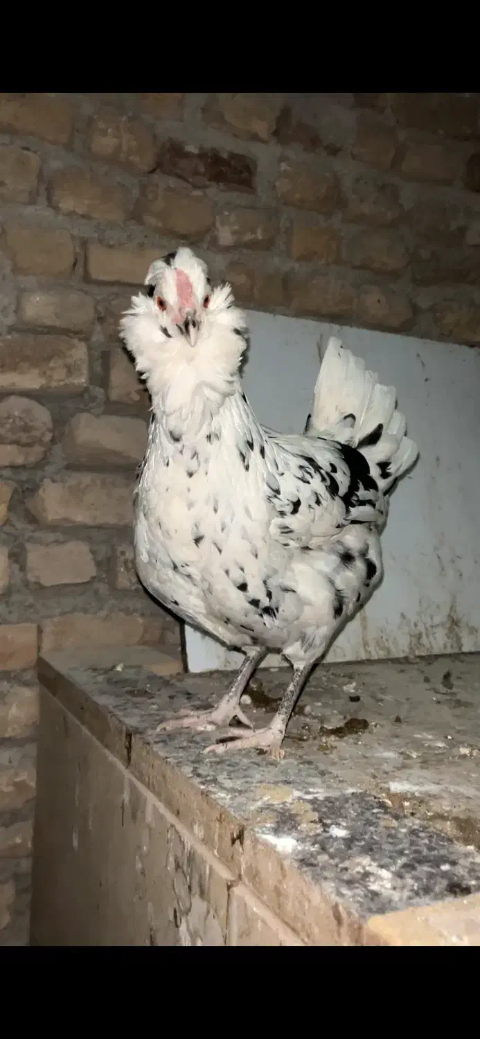 مرغ گلین|حیوانات مزرعه|پاکدشت, پاکدشت (مامازند)|دیوار
