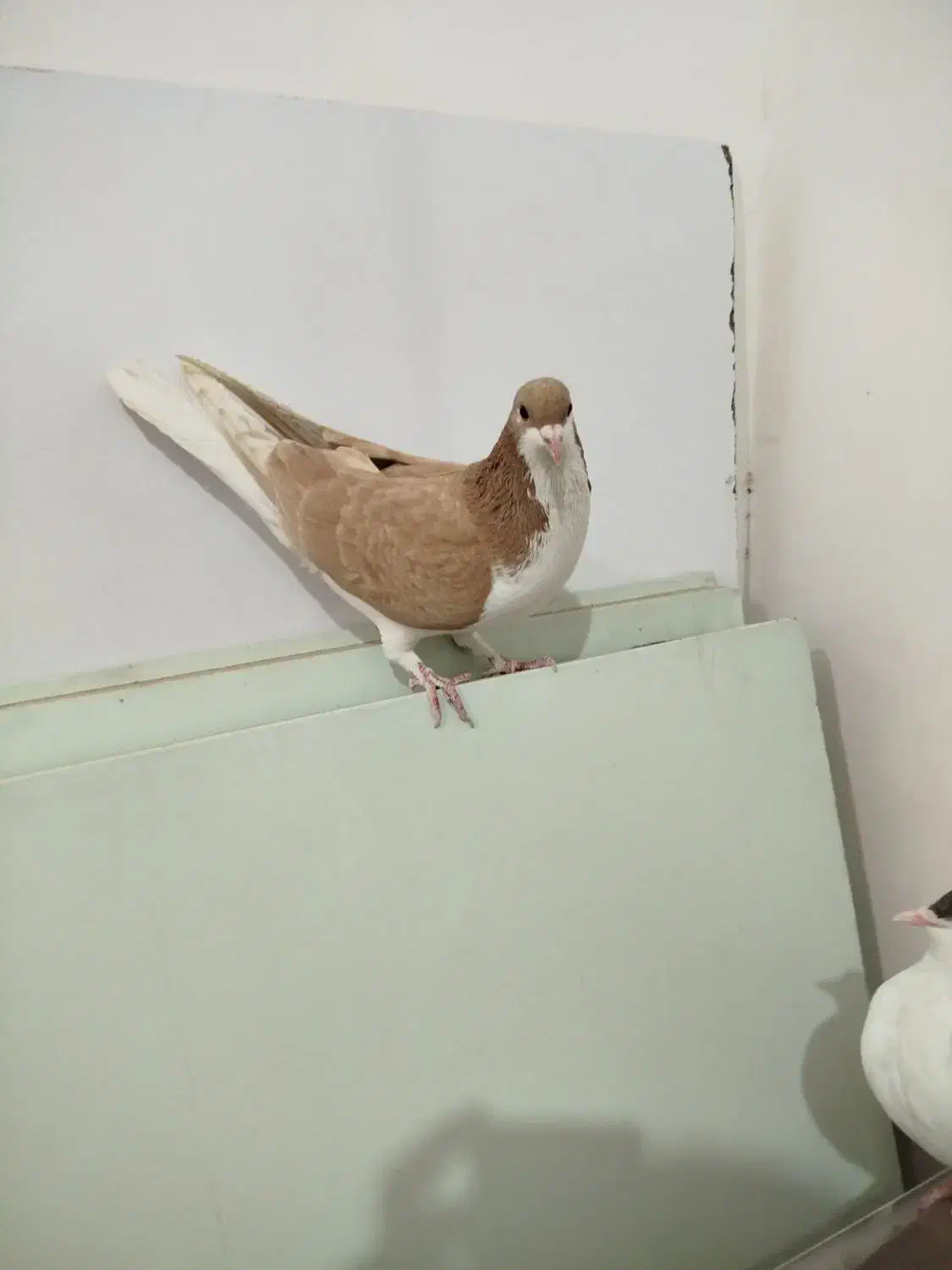 جفت ساده|پرنده|سبزوار, امیر کبیر|دیوار