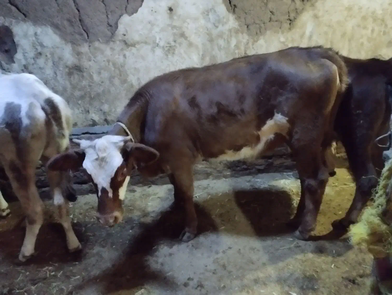 کوساله|حیوانات مزرعه|خواجه, |دیوار