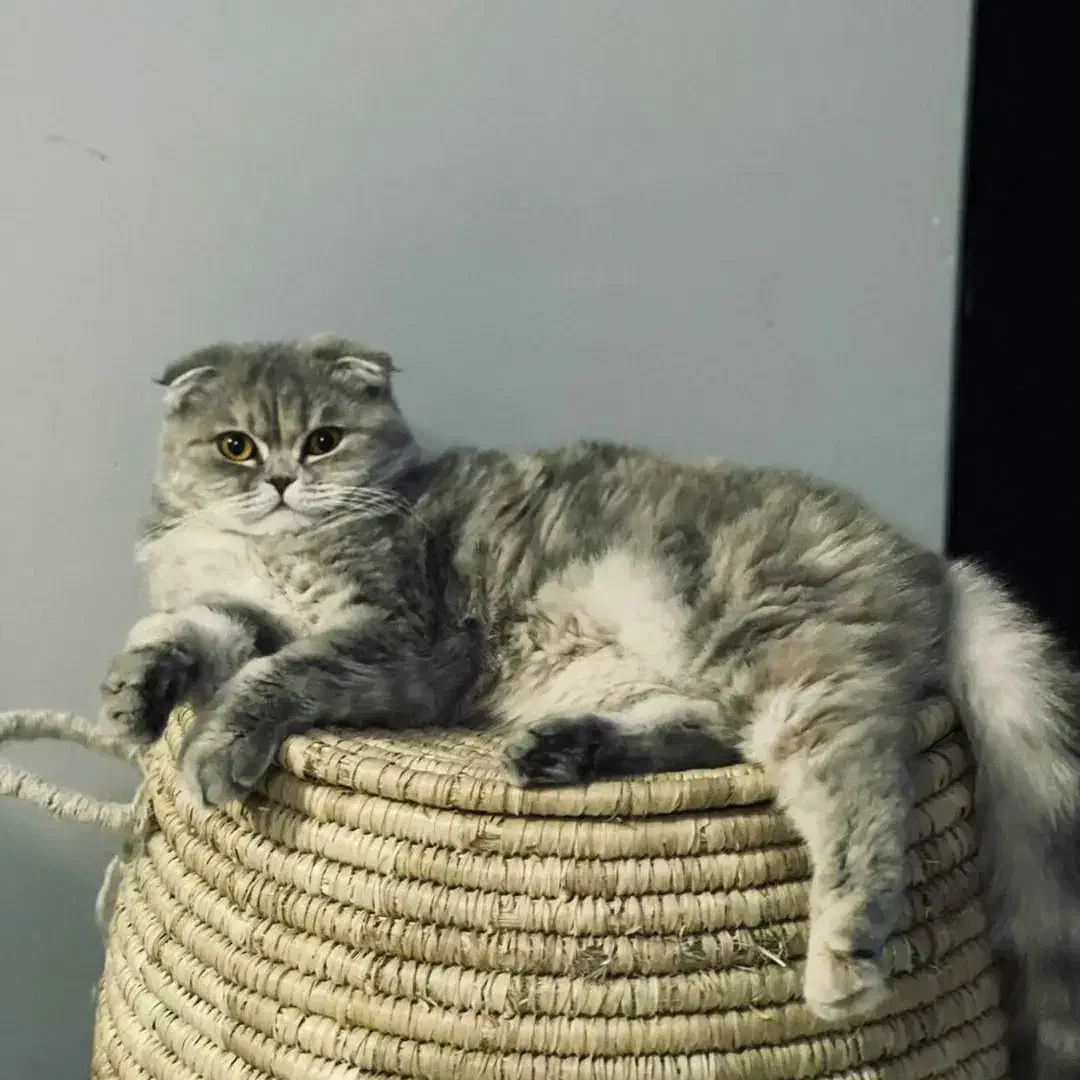 فروش گربه اصیل اسکاتیش ماده|گربه|پردیس, فاز ۱۱|دیوار