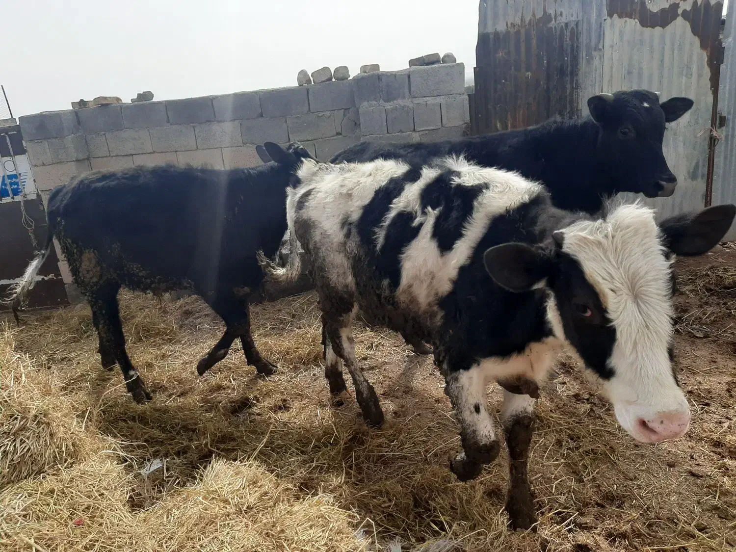 گوساله نر|حیوانات مزرعه|سده (خراسان جنوبی), |دیوار
