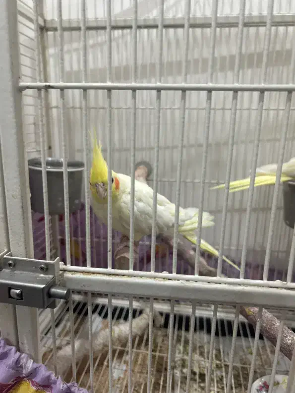 پرنده|پرنده|تهران, جمهوری|دیوار