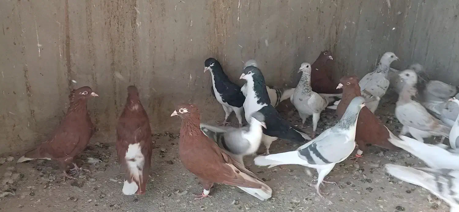 23عدد کفتر پرنده|پرنده|قزوین, |دیوار