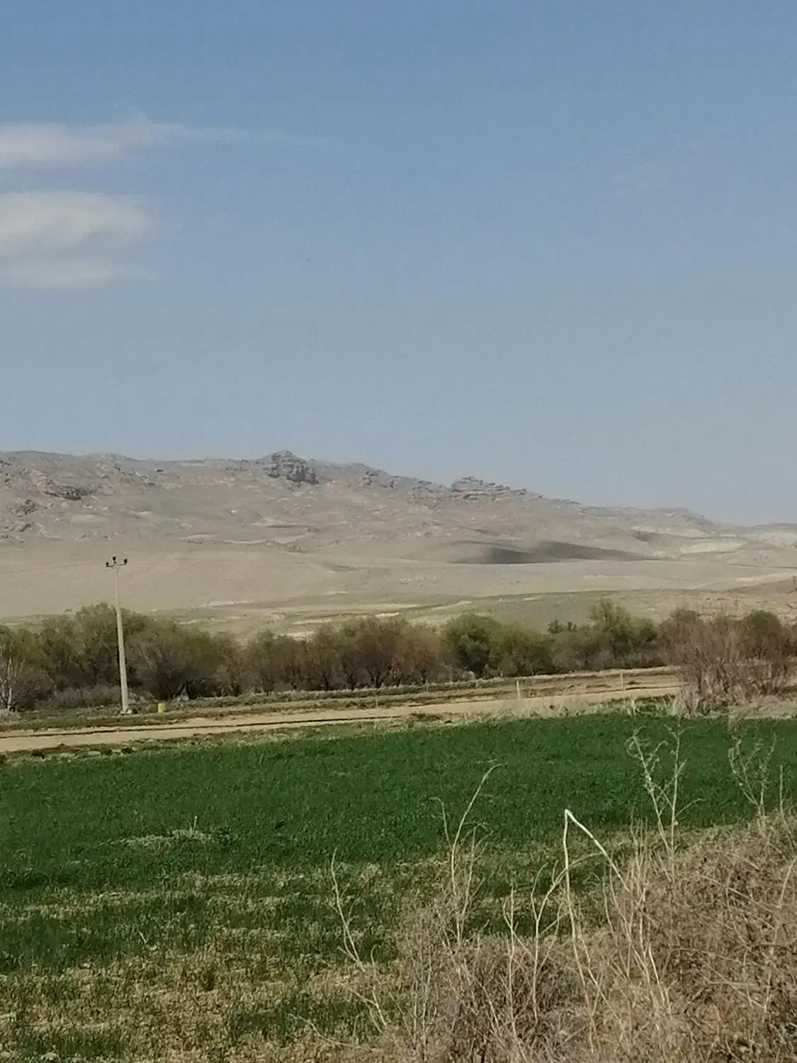 جو خریدارم هر مقدار که داشته باشید|خدمات باغبانی و درختکاری|بوکان, |دیوار