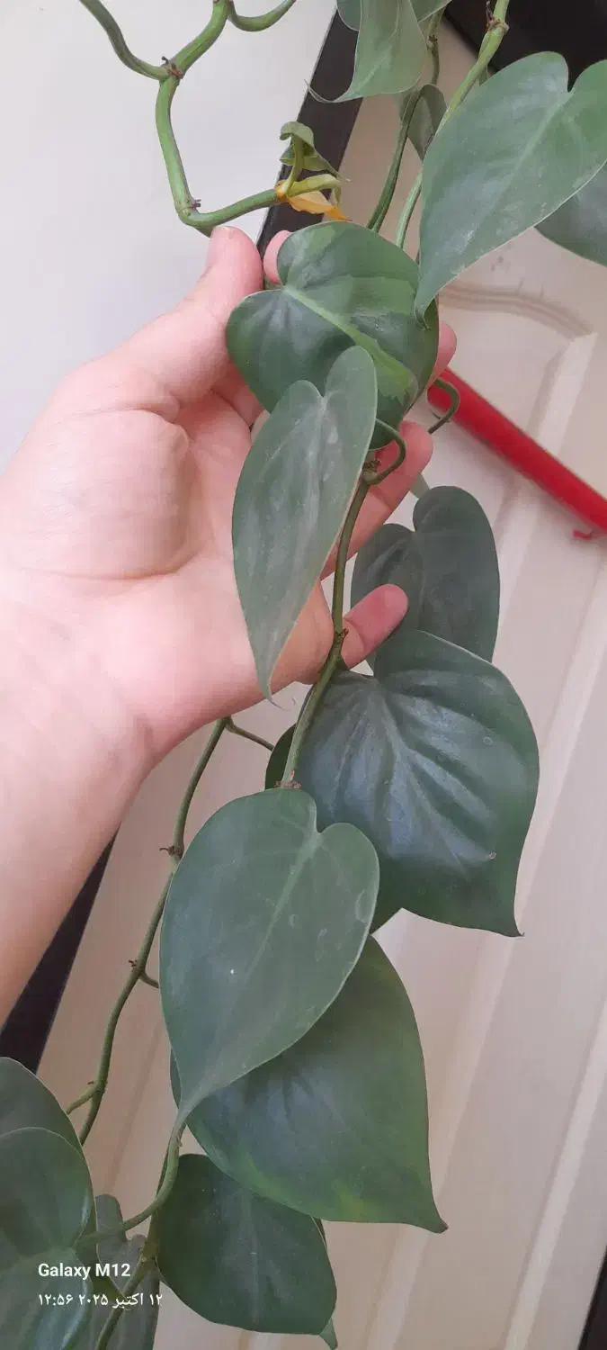 گل های اویزی|گل و گیاه طبیعی|بناب, |دیوار