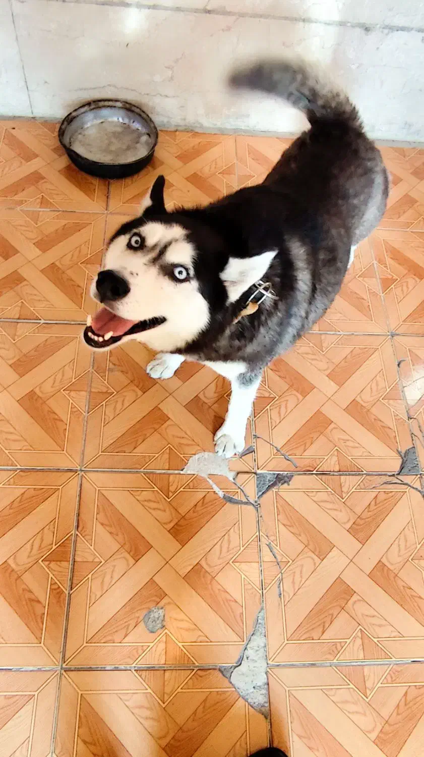 هاسکی گم شده|حیوانات|احمدآبادمستوفی, |دیوار