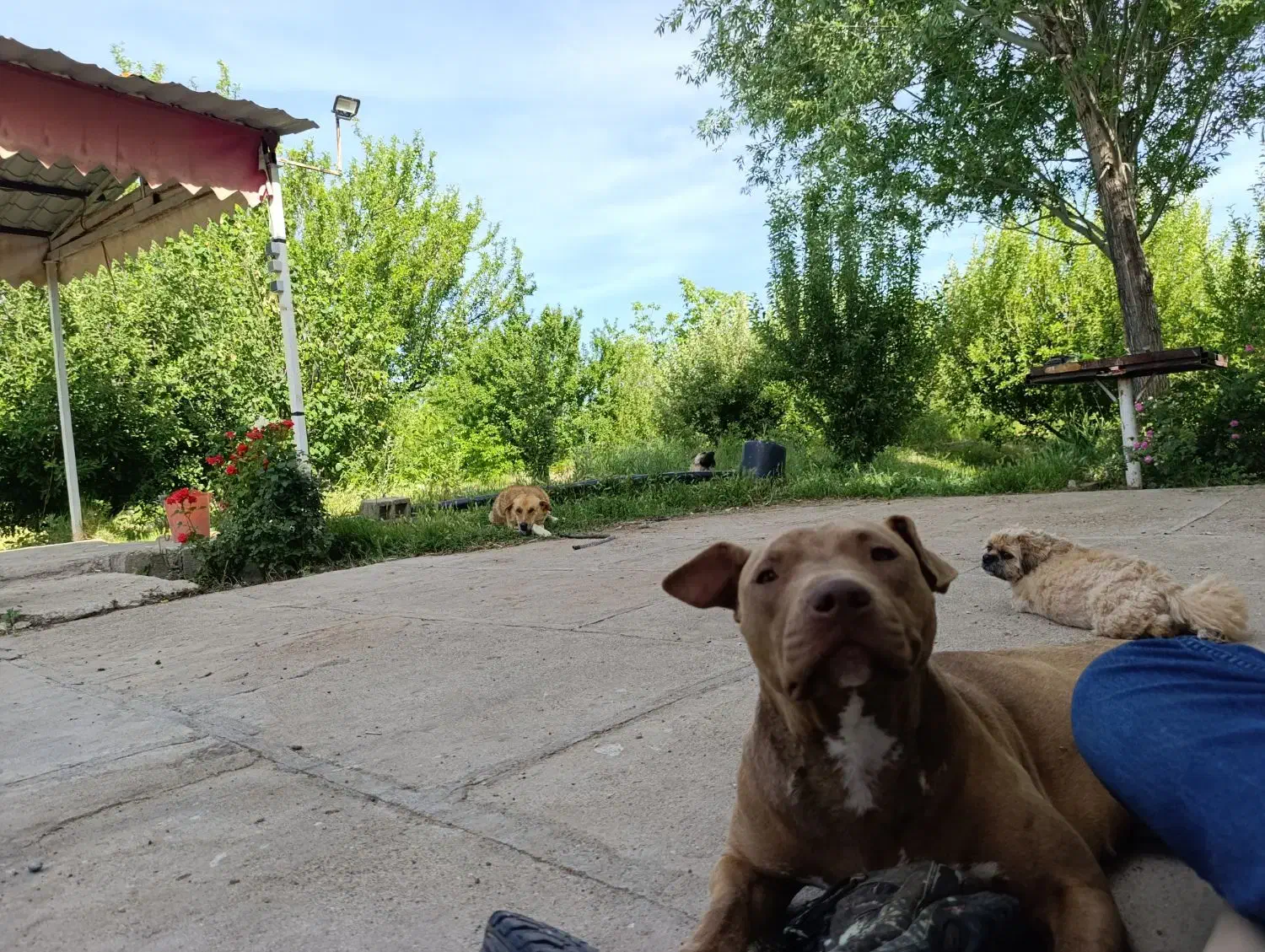 سگ گمشده (مژدگانی به یابنده )|حیوانات|میاندوآب, |دیوار