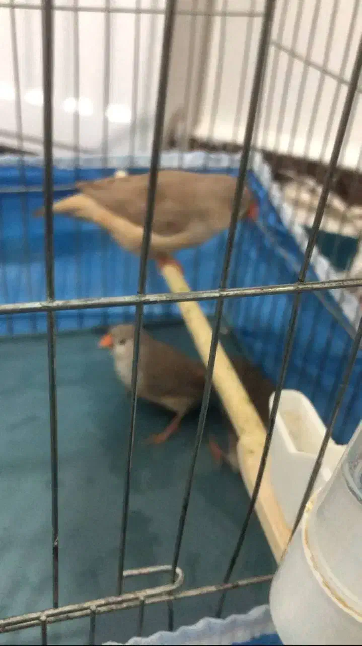 جوجه ۳ماهه فنچ کینگ|پرنده|پاکدشت, پاکدشت (مامازند)|دیوار