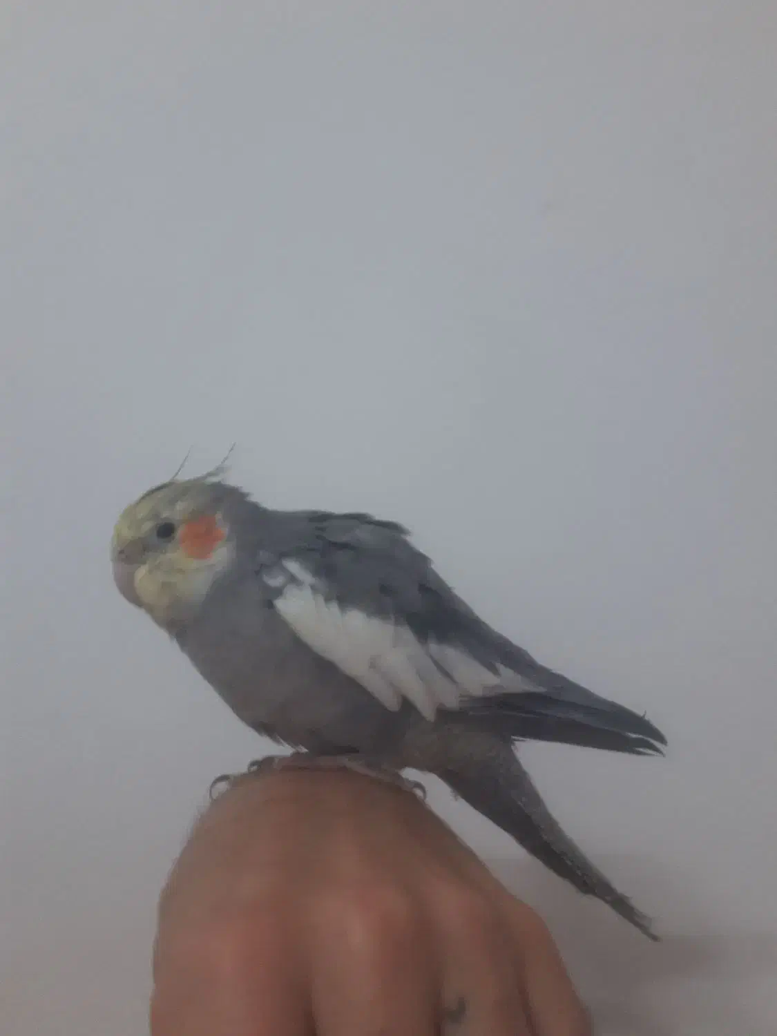 عروس هلندی|پرنده|گلبهار, شهر جدید گلبهار|دیوار