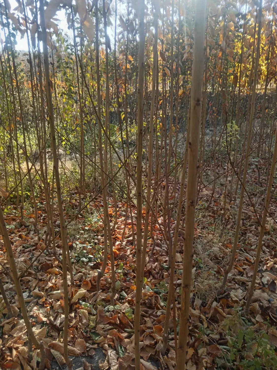 نهال گیلاس لاپینز امریکایی|خدمات باغبانی و درختکاری|زاینده رود, |دیوار